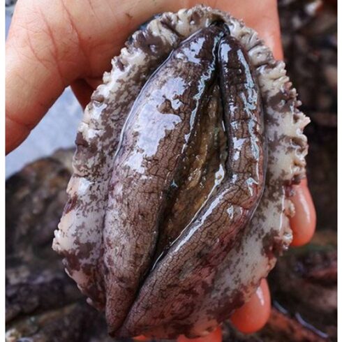 완도 한입활전복 1.2kg 선물로 딱!!