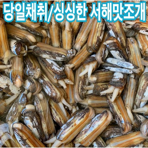 대맛조개 상품 할인정보 알아보기