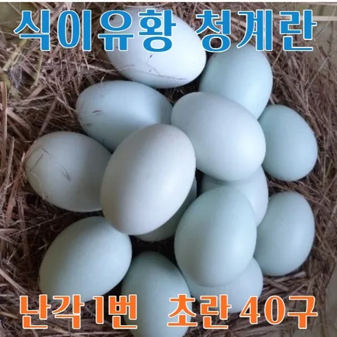 강원고성 자연방사 청란 신상품 핫템 모음